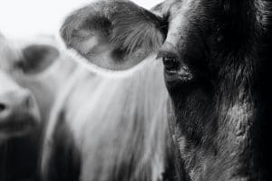 Custon-Cut Beef from the farm