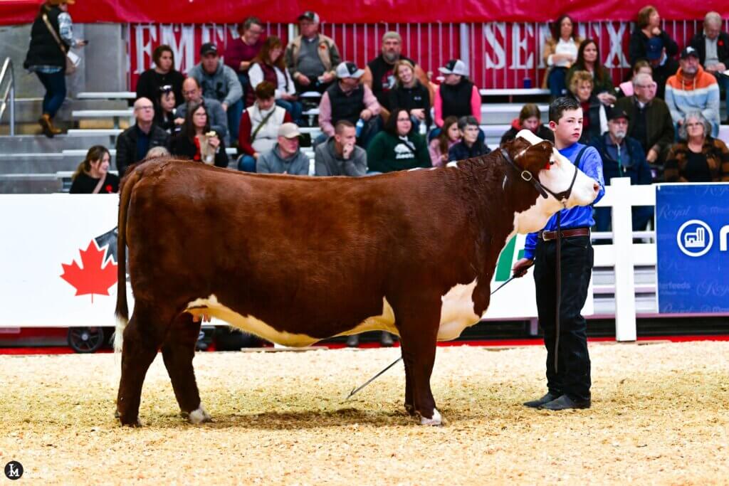 Show Hereford at the Royal Winter Fair