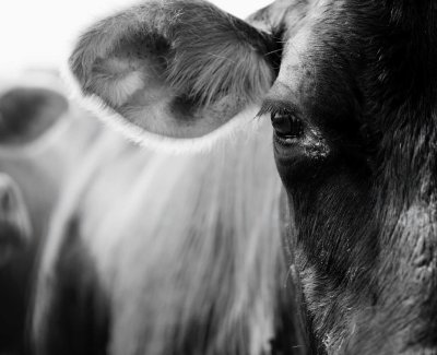 Custon-Cut Beef from the farm